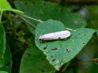 Vierpunkt Flechtenbärchen Weibchen